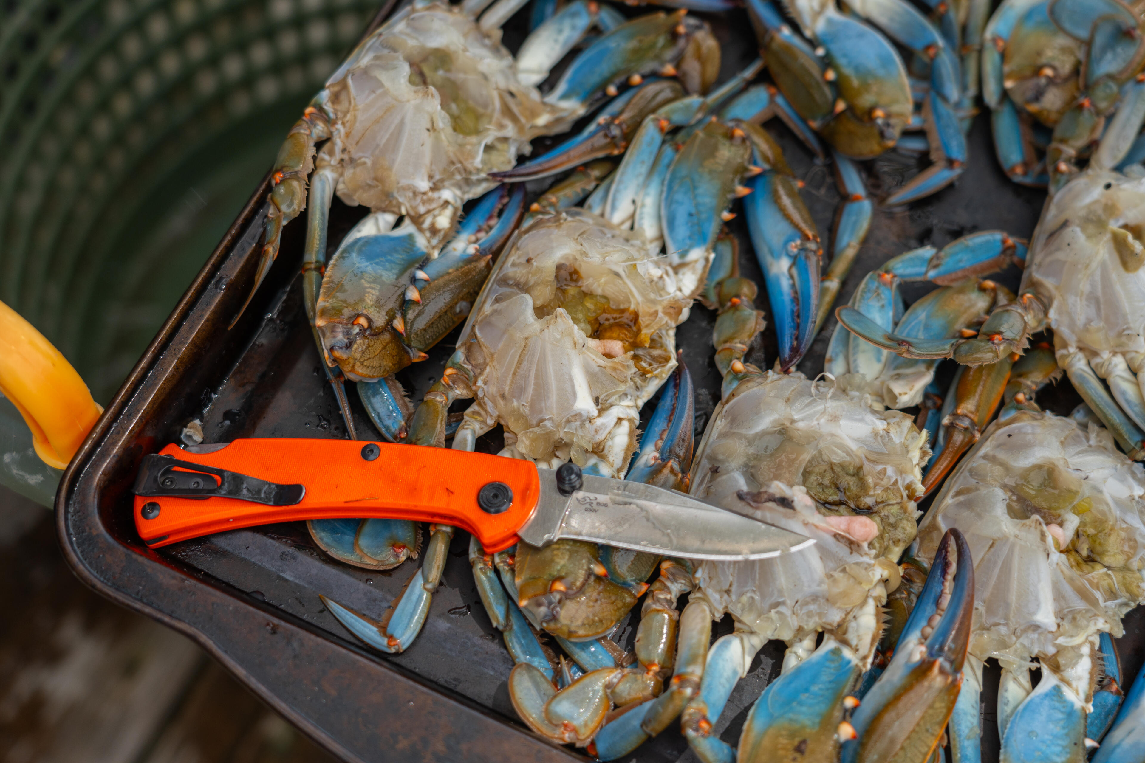 Fresh blue crabs with shells removed in a basket next to an orange-handled knife