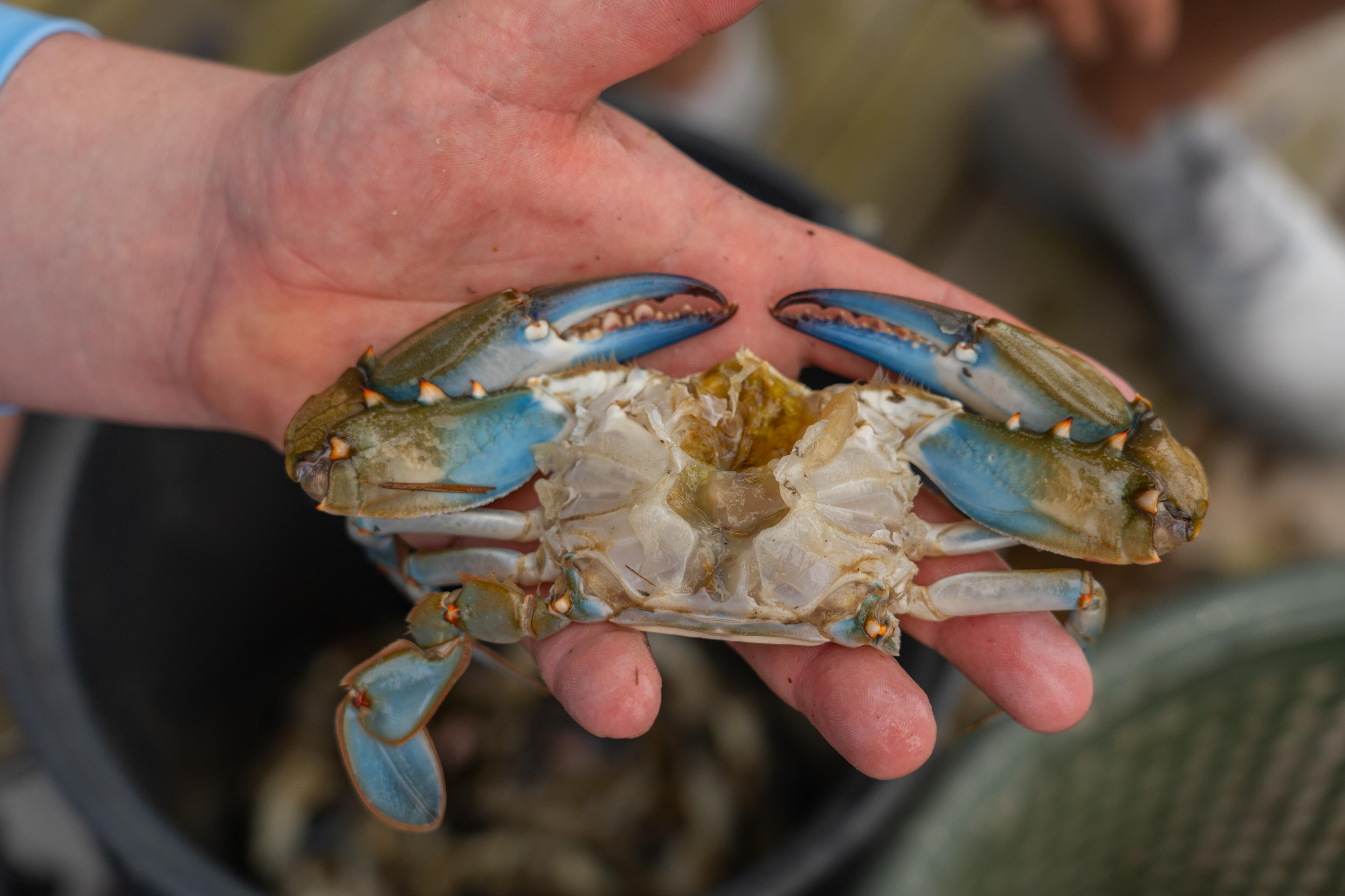 Blue crab held in open palm showing underside with cream-colored shell and orange accents