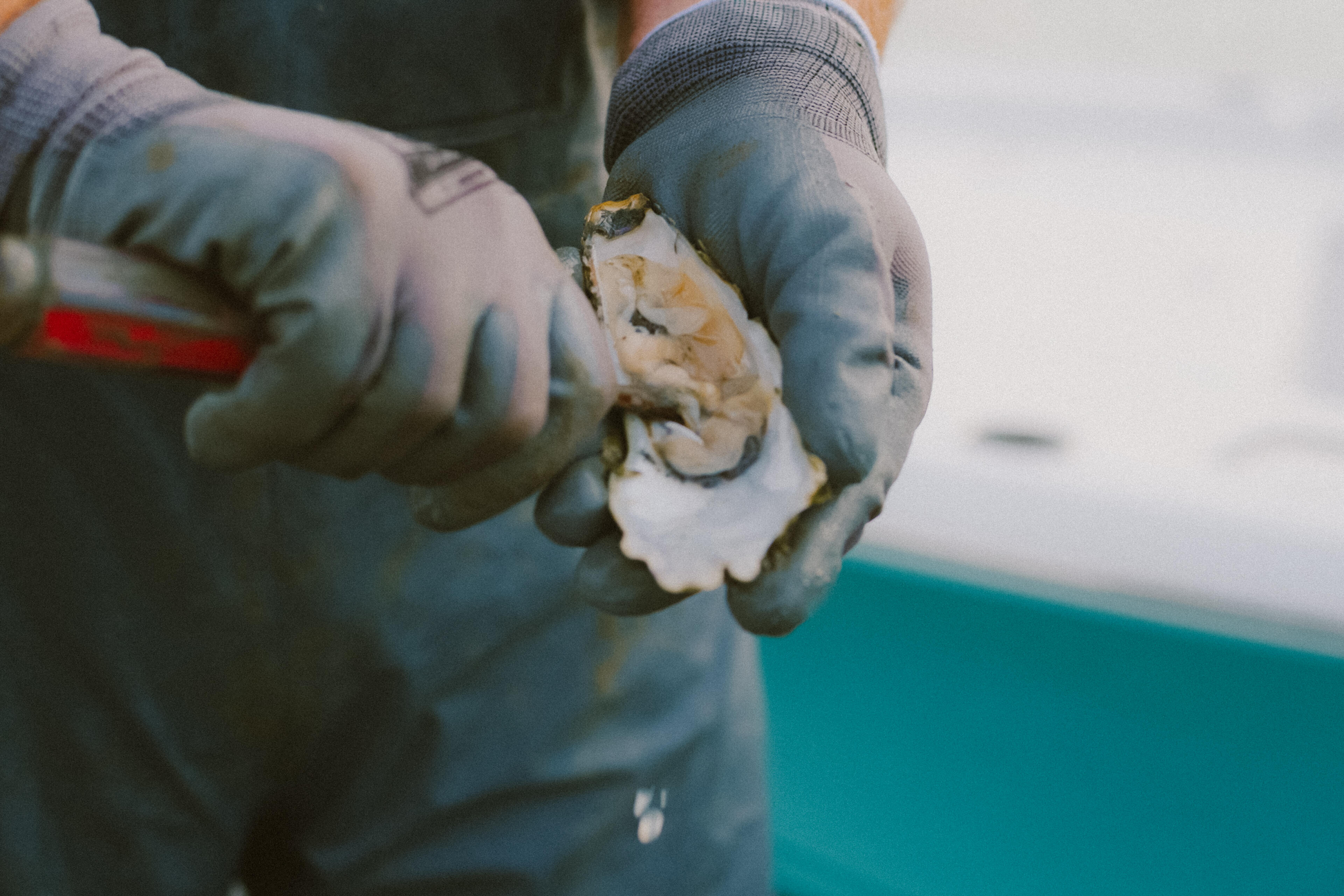 Hands in blue gloves holding a freshly shucked oyster over turquoise water