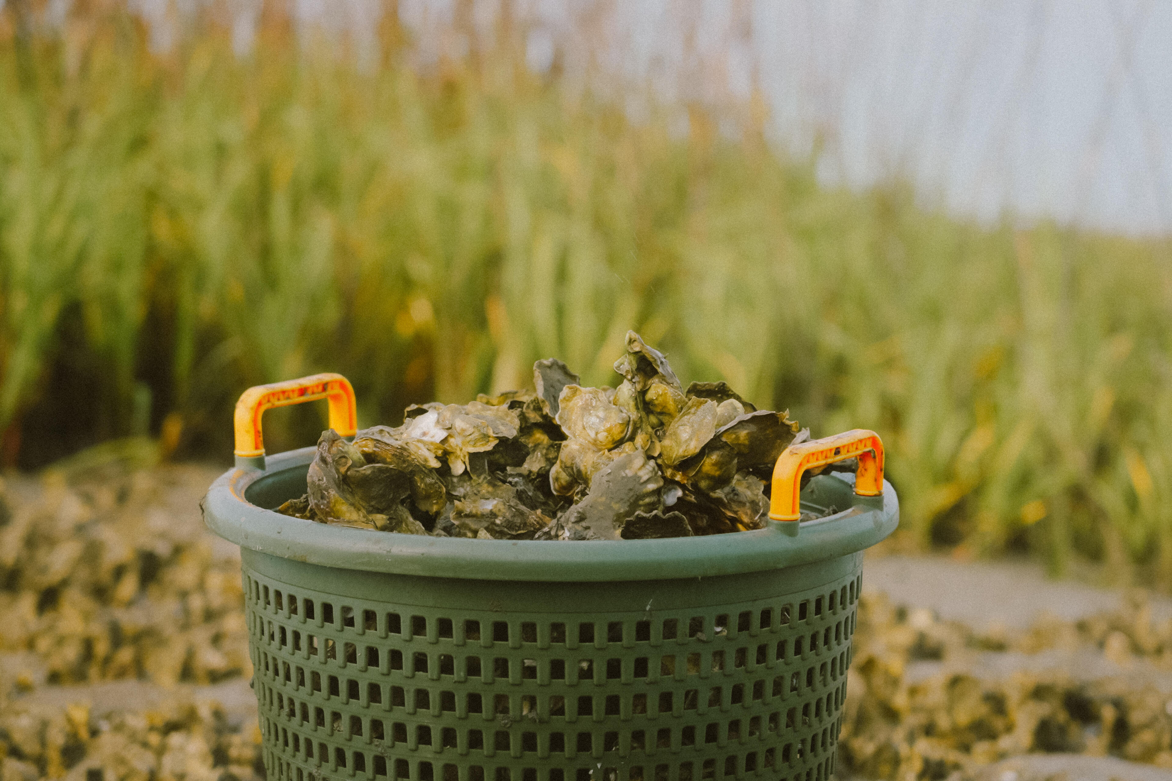 Fresh oysters in a green mesh basket with orange handles on a sandy shore