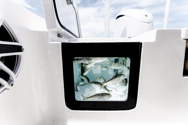 Livewell window displaying fresh catch of small fish on ice
