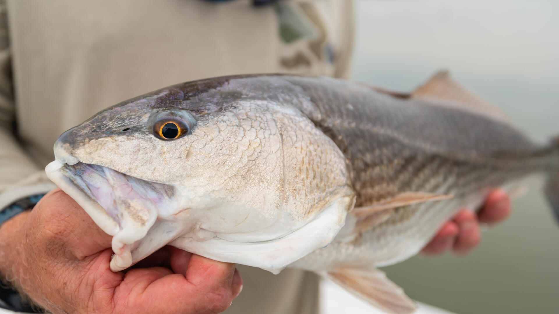 Angler holding a freshly caught redfish with its mouth open, displaying the distinctive white belly and orange eye