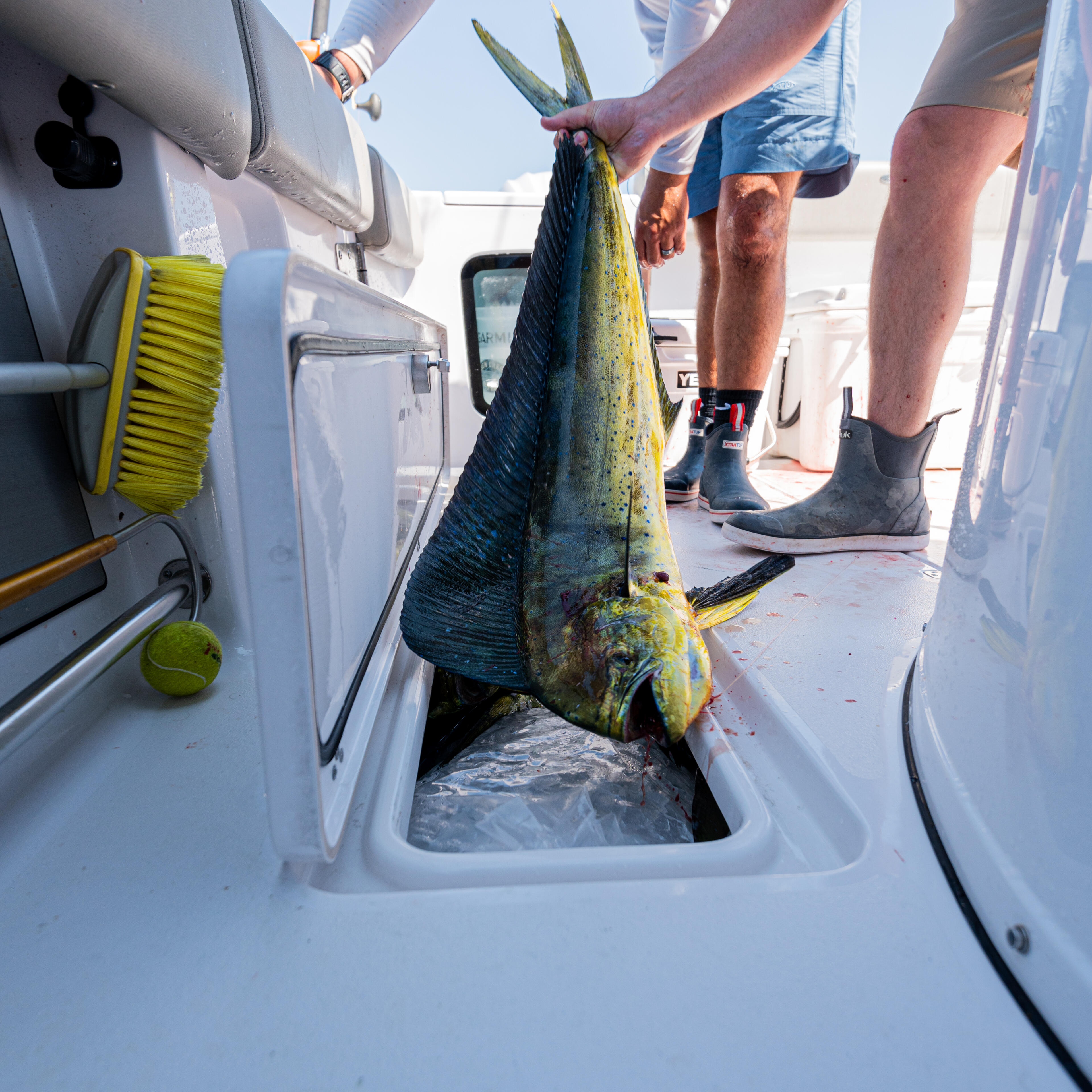 Angler displays a large mahi-mahi fish in the livewell of a sport fishing boat