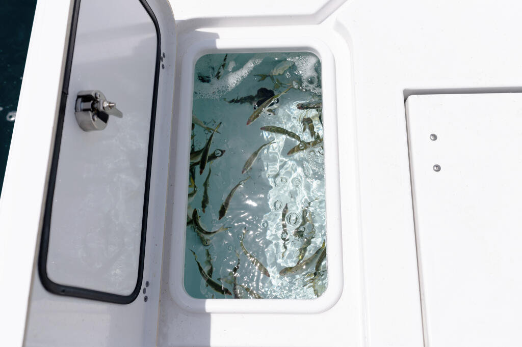 Livewell filled with caught fish and seawater on a fishing boat