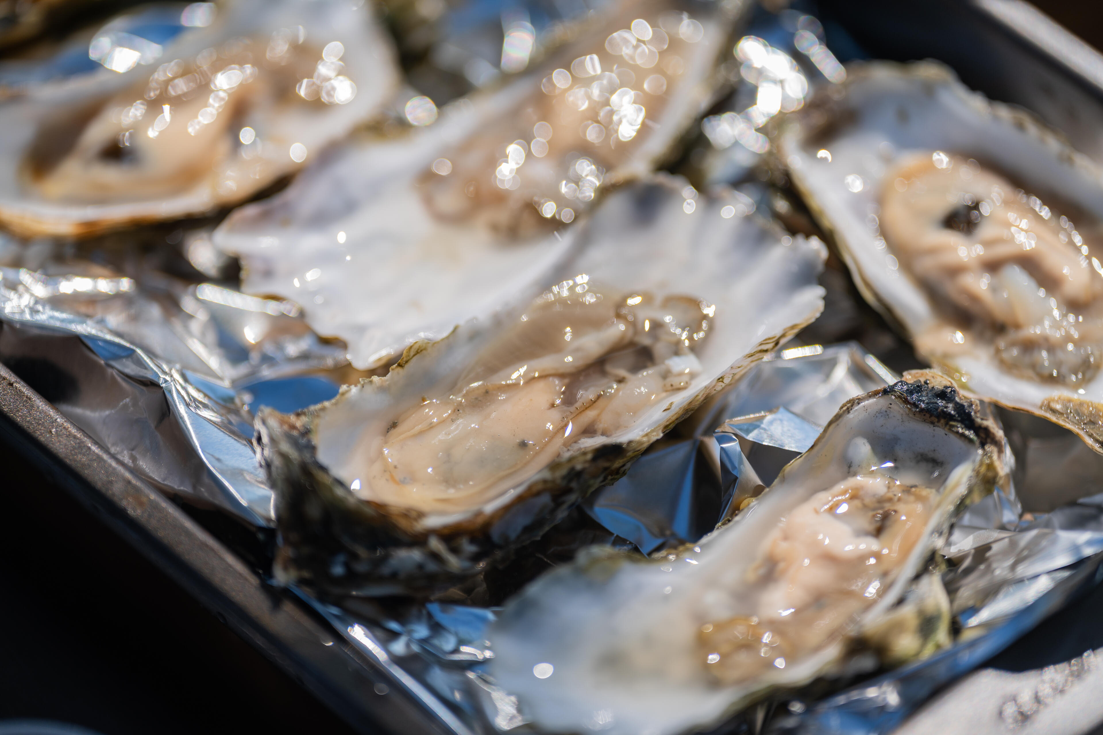 Fresh oysters on ice with glistening water droplets on a blue-lined tray