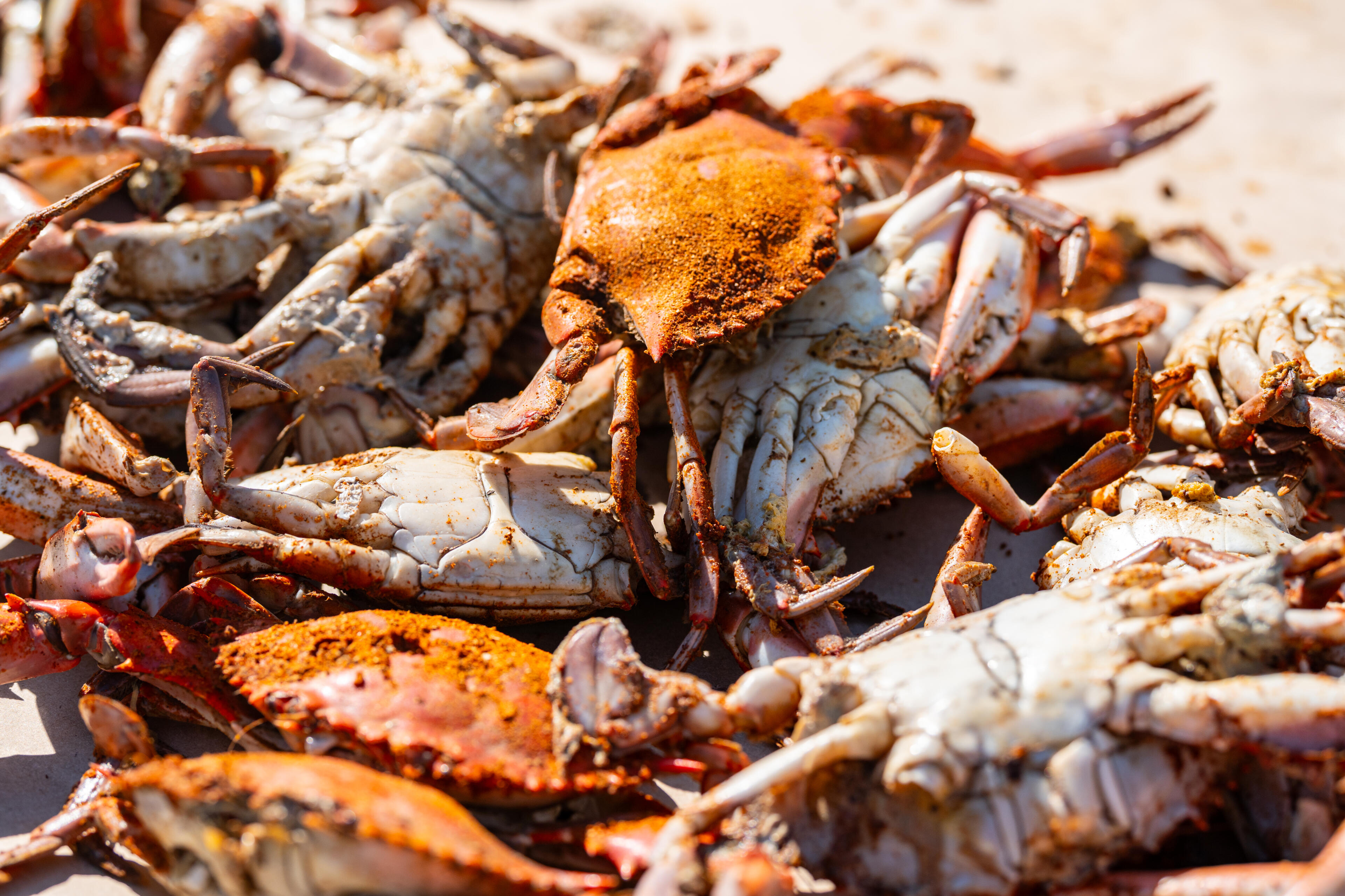 Live crabs on sand at the beach, with reddish-brown and tan shells exposed to sunlight