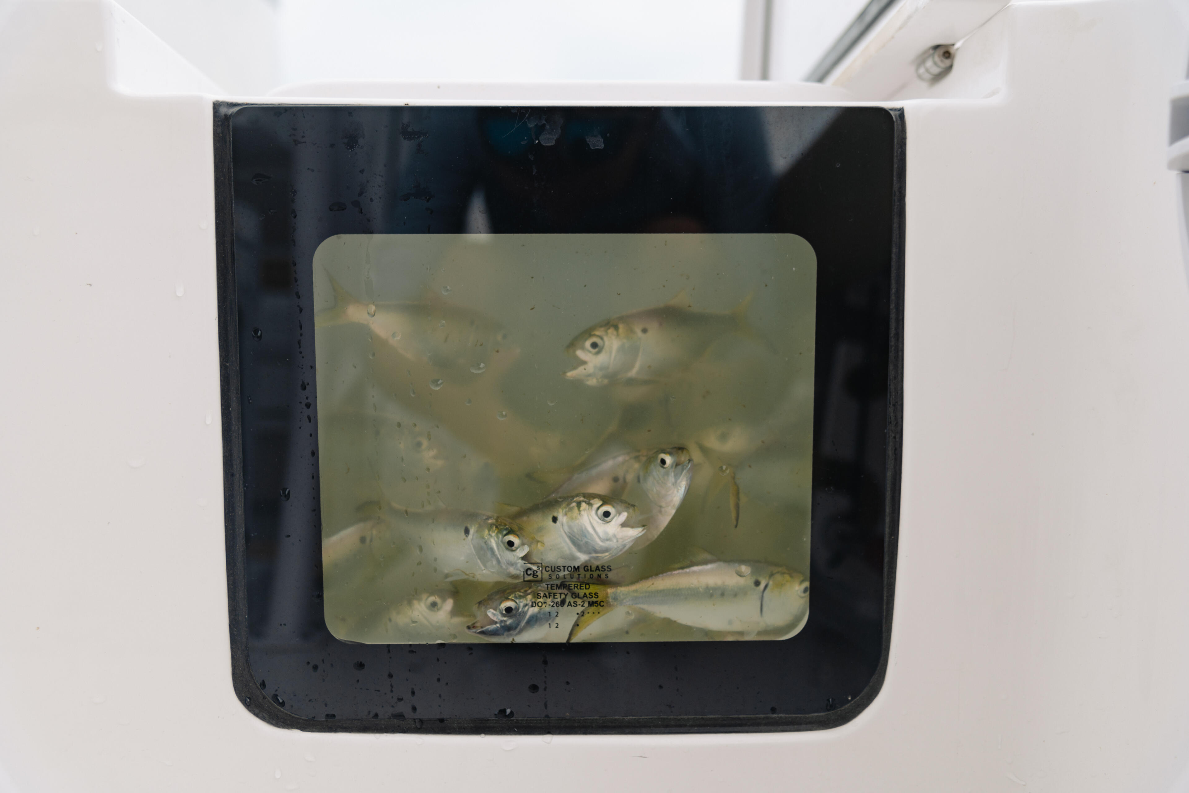 School of small silvery fish swimming in a livewell with clear water