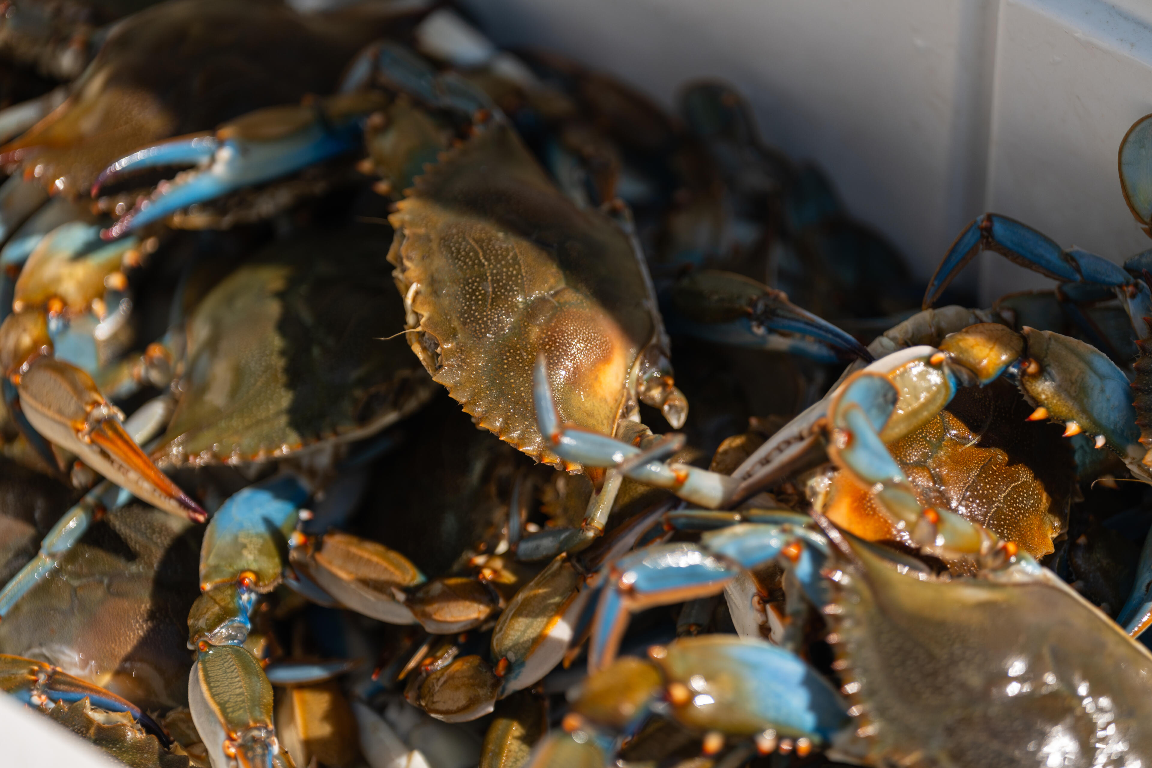 Live blue crabs with distinctive blue claws and brown shells packed in a white container