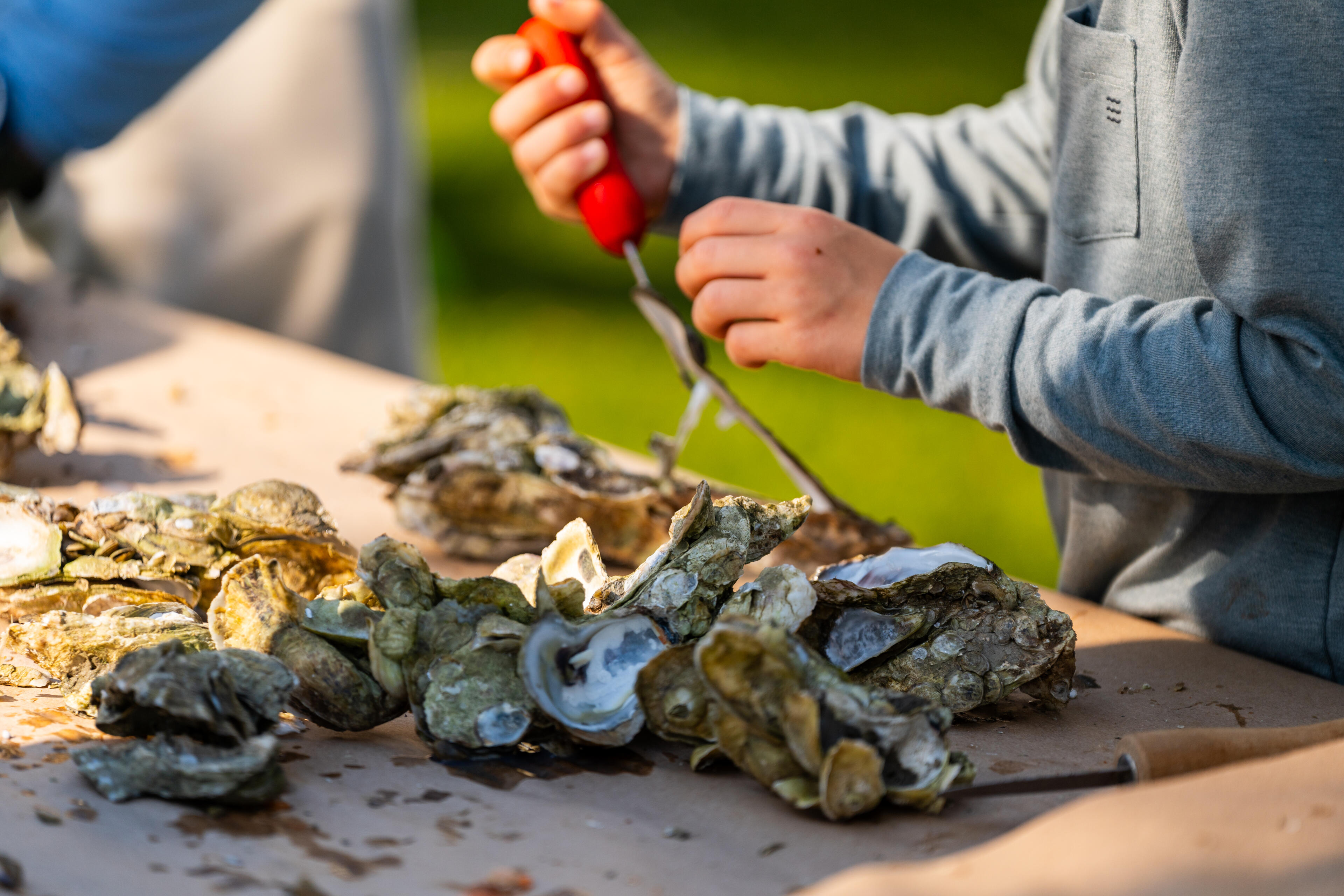 Child holding shucking tool over freshly harvested oysters on a table outdoors