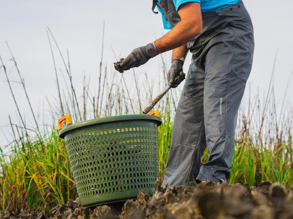 Man in blue shirt harvesting oysters from muddy waters with mesh basket