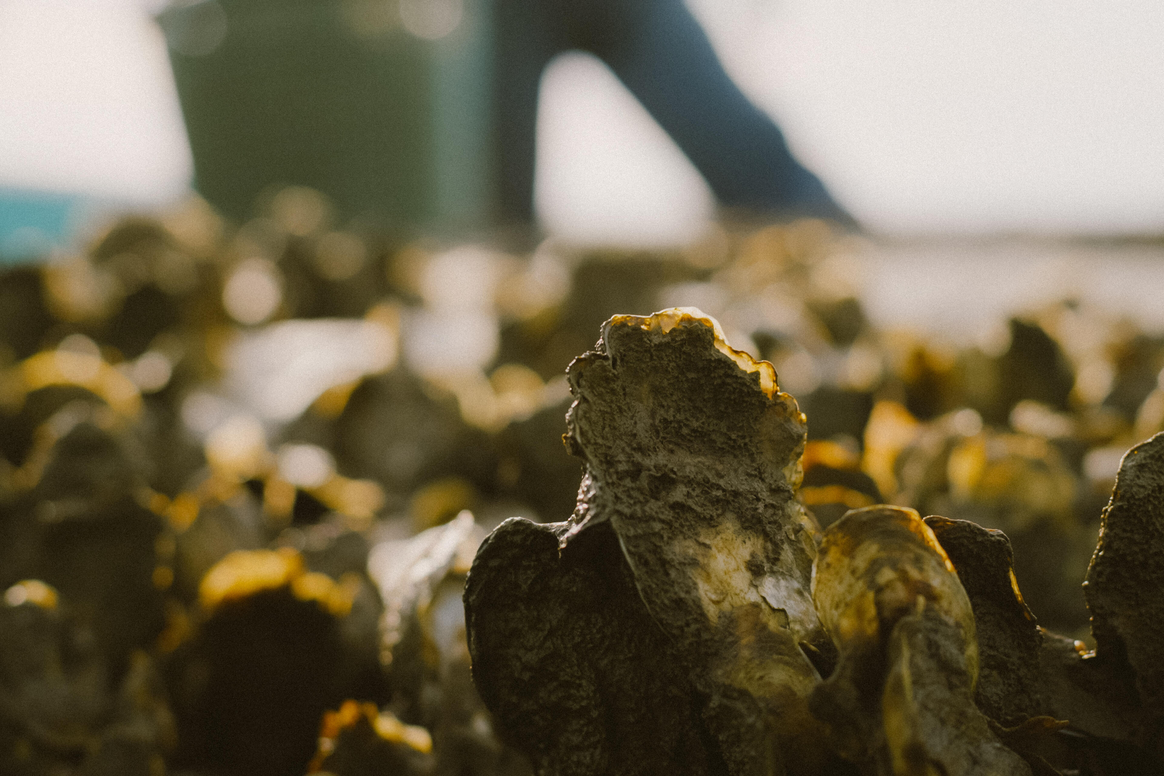 Oyster shells covered in moss and lichen on a beach, with a person's legs visible in the background