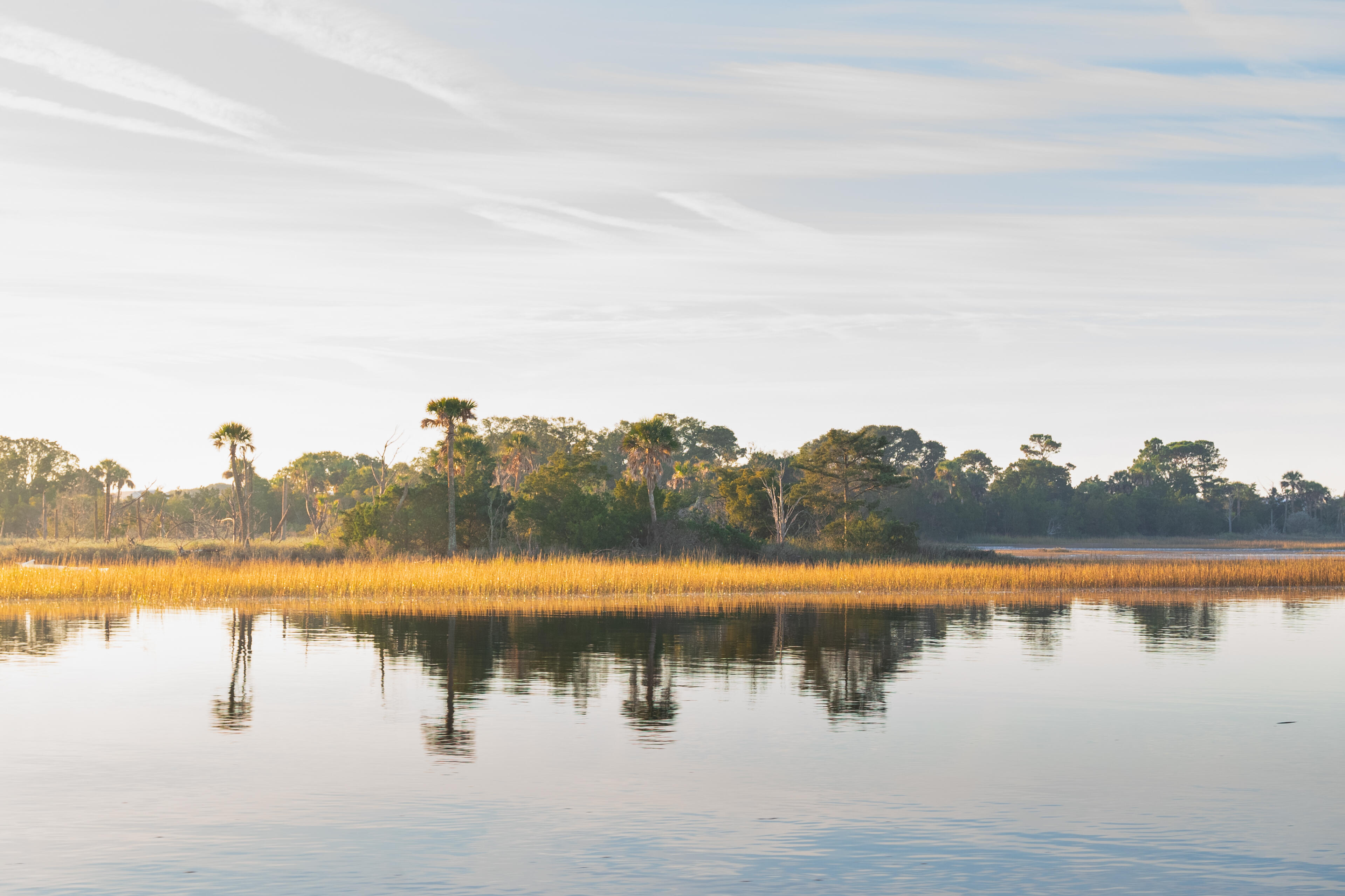 Golden marsh grass and palm trees reflected in calm morning water