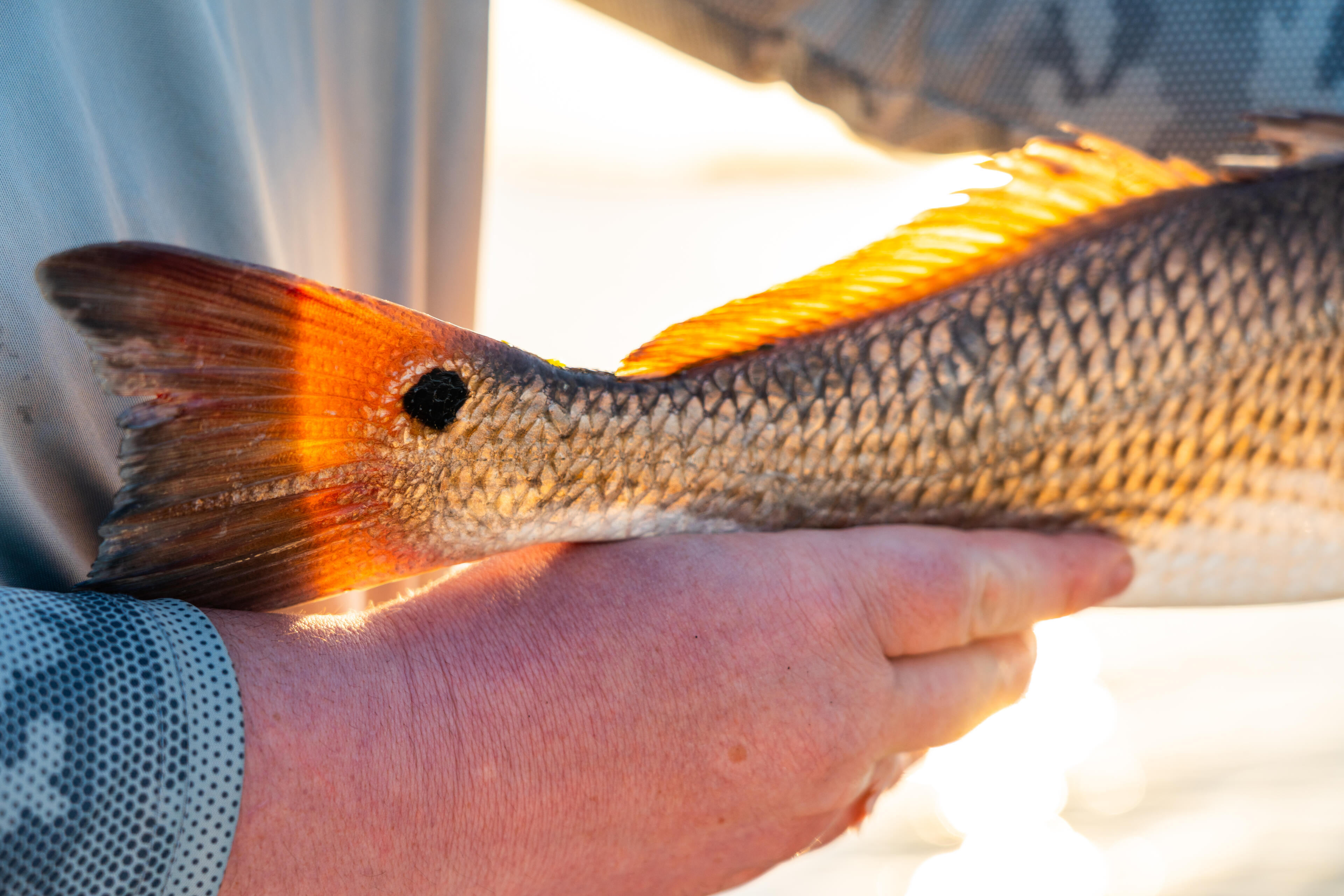 Angler holding a vibrant red fish with orange-red tail fins in sunlit hands aboard a boat