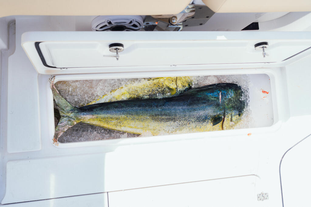 Detail image of 295-quart Insulated & Macerated In-deck Fish Boxes