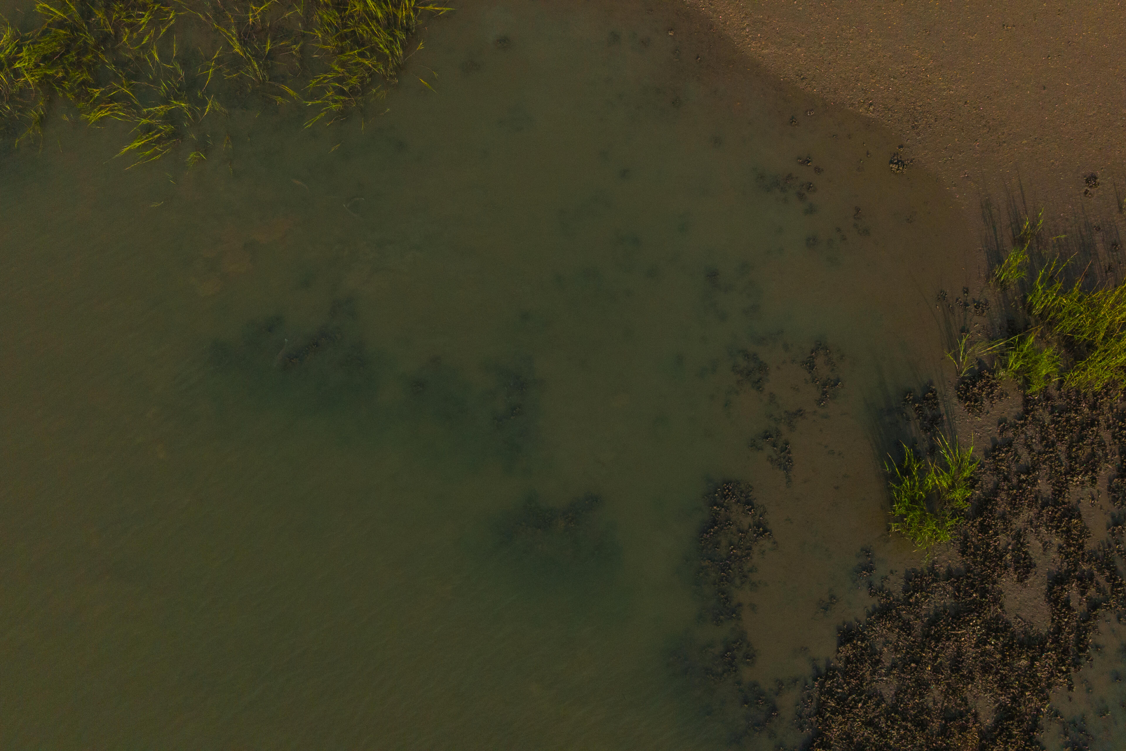 Aerial view of shallow seagrass beds and sandy bottom in coastal waters