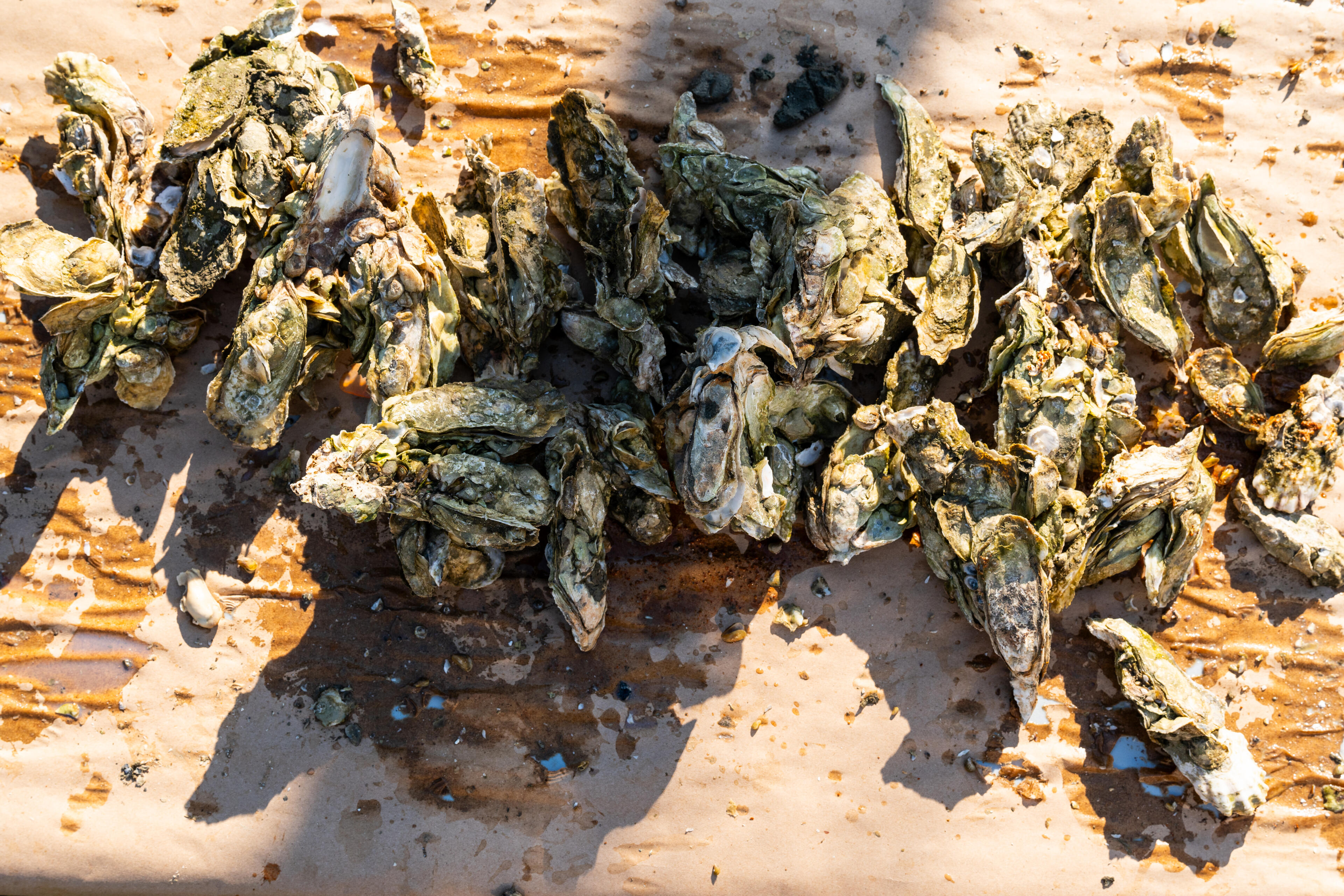Fresh oysters clustered on weathered wood with sand and seawater