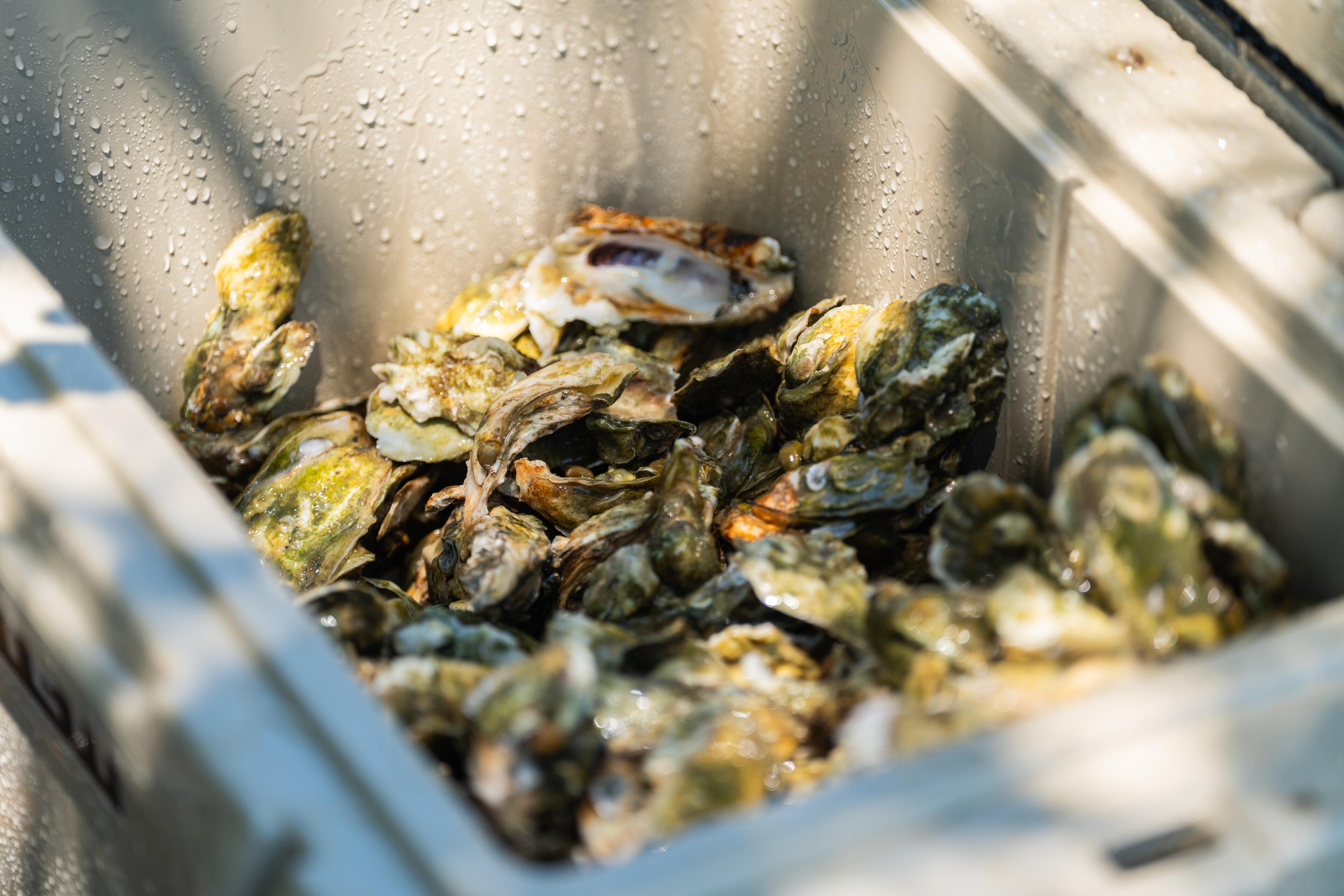 Fresh oysters dripping with water in a metal basket on a boat