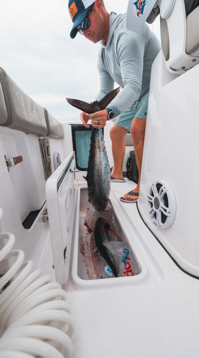 Angler holding a large wahoo fish over the boat's livewell during an offshore fishing trip