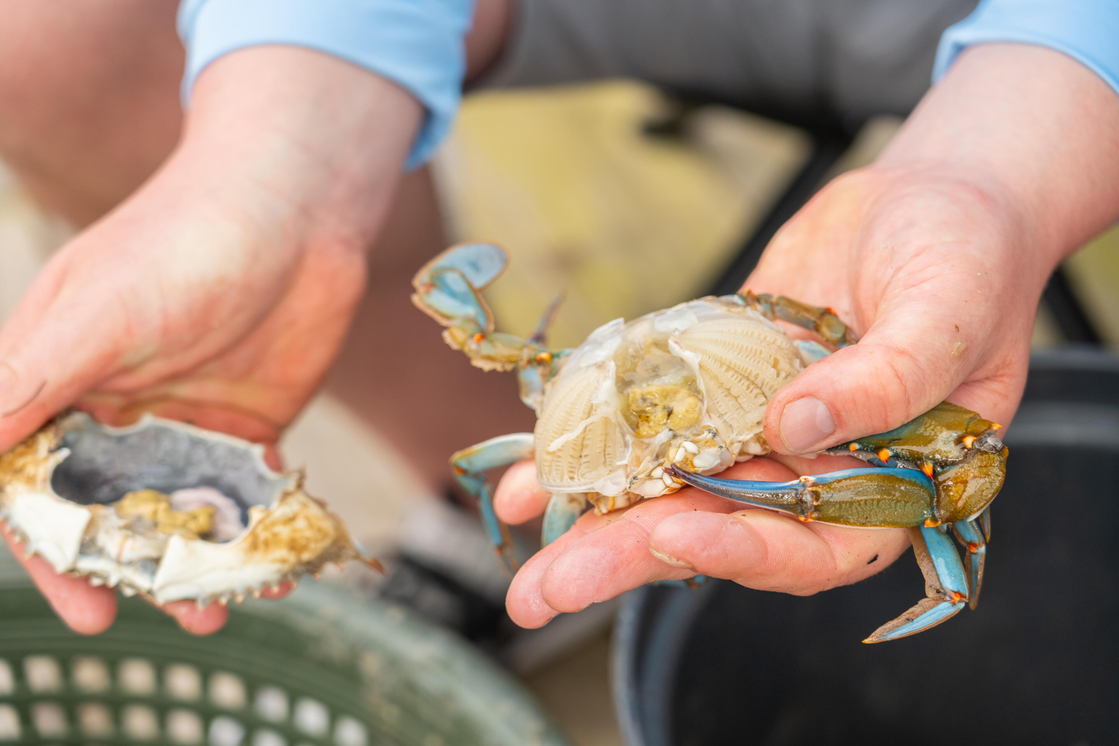 Hands holding freshly caught blue crabs with shells and claws visible