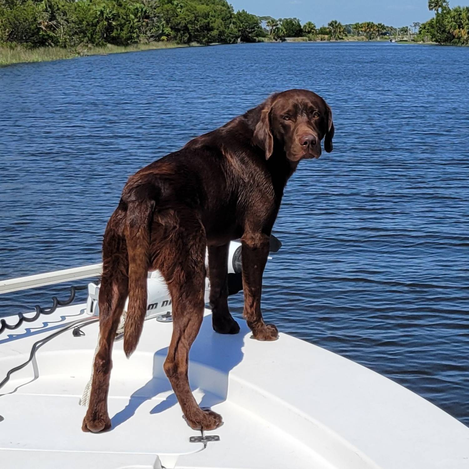 My buddy Baron, riding in the bow and checking for things after a great day on the water!