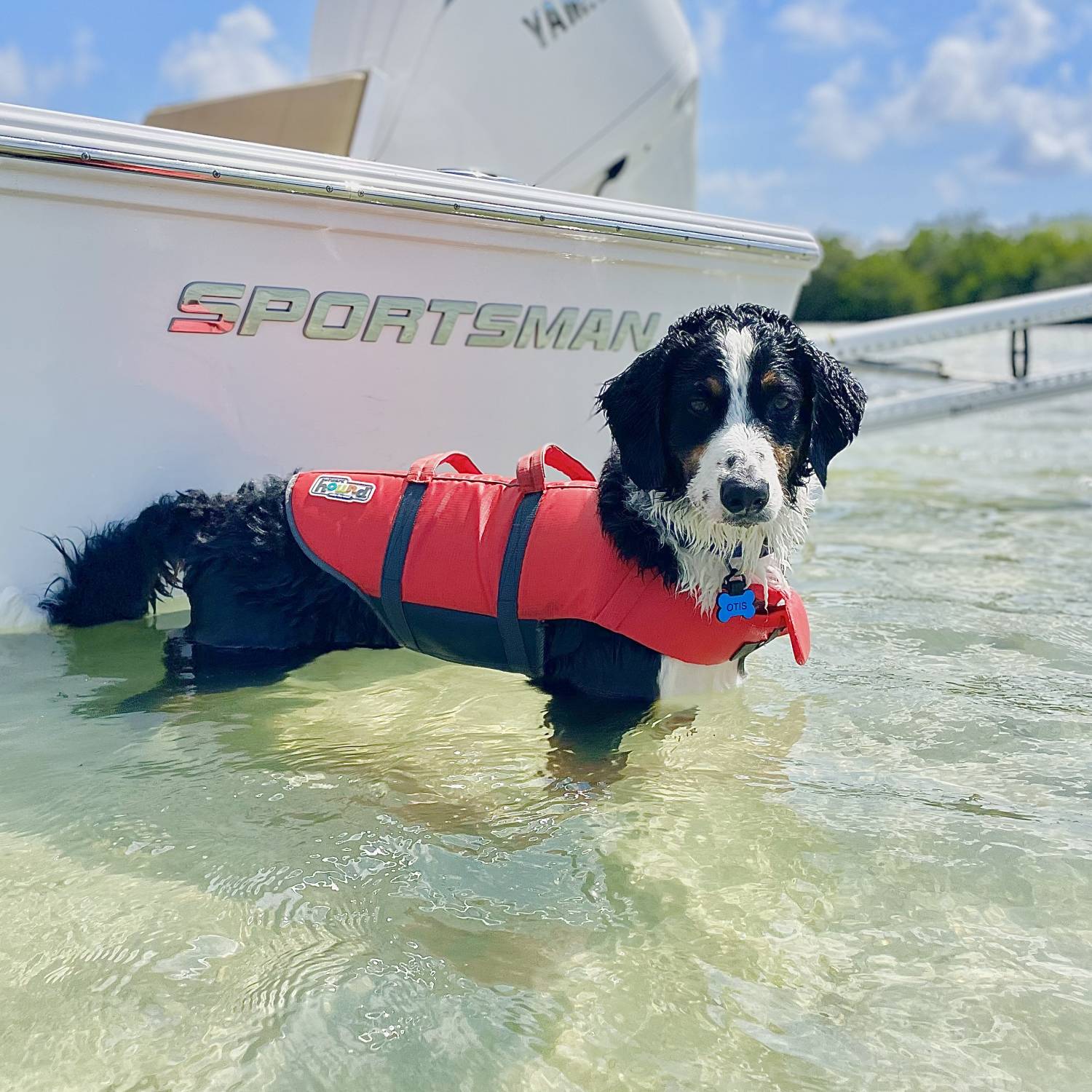 Otis cooling off at the sandbar while keeping an eye on his big brother.