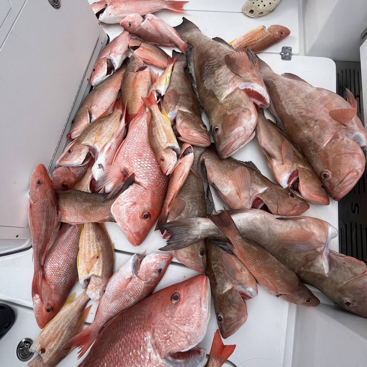 First trip out! Limited out in red snapper and red grouper day 1. These things come turn key, d...